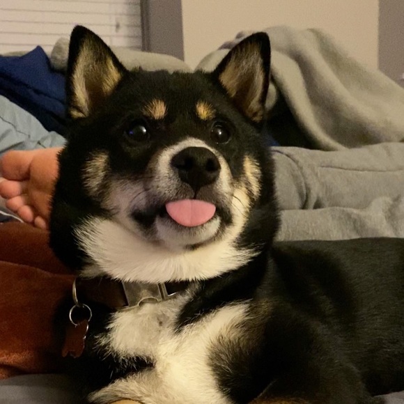 Meet your Posher, Jodie - Picture 4 of 7